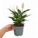Spathiphyllum Peace Lily Plants
