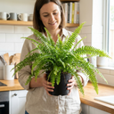 Boston Fern Plants