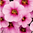 Calibrachoa Cabaret Early Light Pink Eye Plants (Set of 3 or 6)