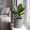 Ficus Robusta Rubber Plants