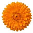 Calendula ‘Fiesta Orange’ Plants (Set of 3 or 6)