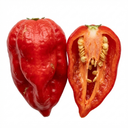 Armageddon Plants (Set of 3 or 6)