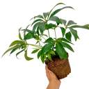 Hellebore Foetidus Plant (2L Pot)
