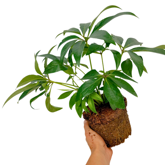 Hellebore foetidus – Winter Flowering Perennial (2L Pot)