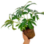 1 Large Plant - Hellebore Foetidus, Ready to Plant in Your Garden, 2L Pot