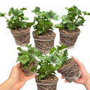 Geranium Trailing Blanche Roche Plants (Set of 3 or 6)