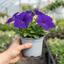 Set of 3 Large Plants - Petunia Express Blue, Outdoor Garden Ready