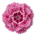 Cottage Pink Dianthus Raspberry Sundae Plant (5L Pot)