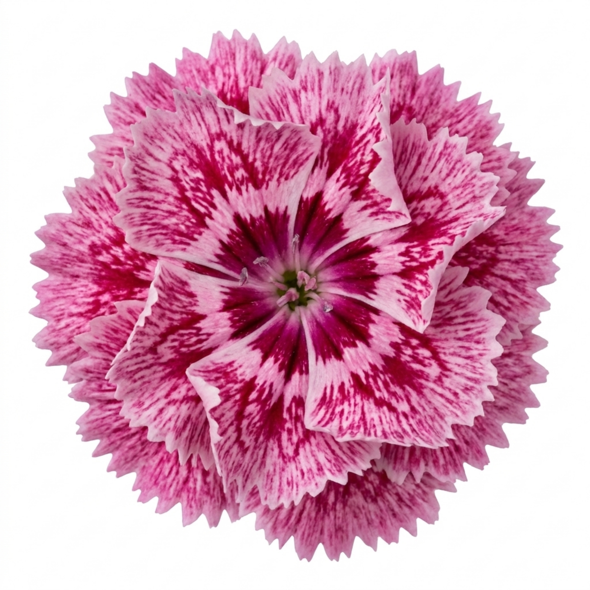 Dianthus 'Raspberry Sundae' (Cottage Pink) – Fragrant Hardy Perennial (5L Pot)