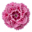 1 Cottage Pink Dianthus Raspberry Sundae, Fragrant Hardy Perennial Plant, 5 Litre Root Ball