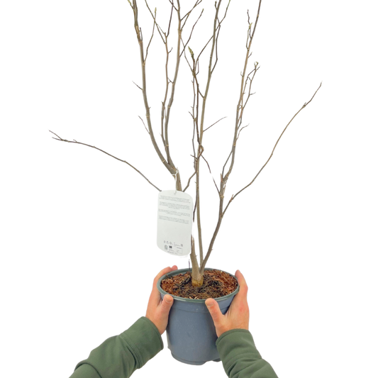 Magnolia x soulangeana (Tulip Magnolia) – Spring Flowering Tree (3L Pot)