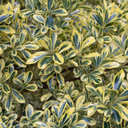 Euonymus Microphyllus Aureomarginatus Plant