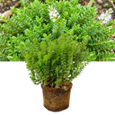 1 Large, Garden Ready Plant - Hebe Little Leaves Green (Shrubby Veronica), 2L