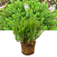 1 Large, Garden Ready Plant - Hebe Little Leaves Green (Shrubby Veronica), 2L