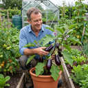 Grow Your Own Aubergine Galine Plants (Set of 3 or 6)