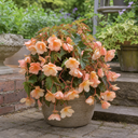 Begonia Fragrant Falls Peach Plant (2L Pot)