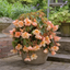 1 Large Plant - Begonia Fragrant Falls Peach, Outdoor Garden Ready, 2L Pot