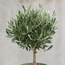 3L Olive Tree Plant, 80-100cm, Mediterranean Nursery Pots