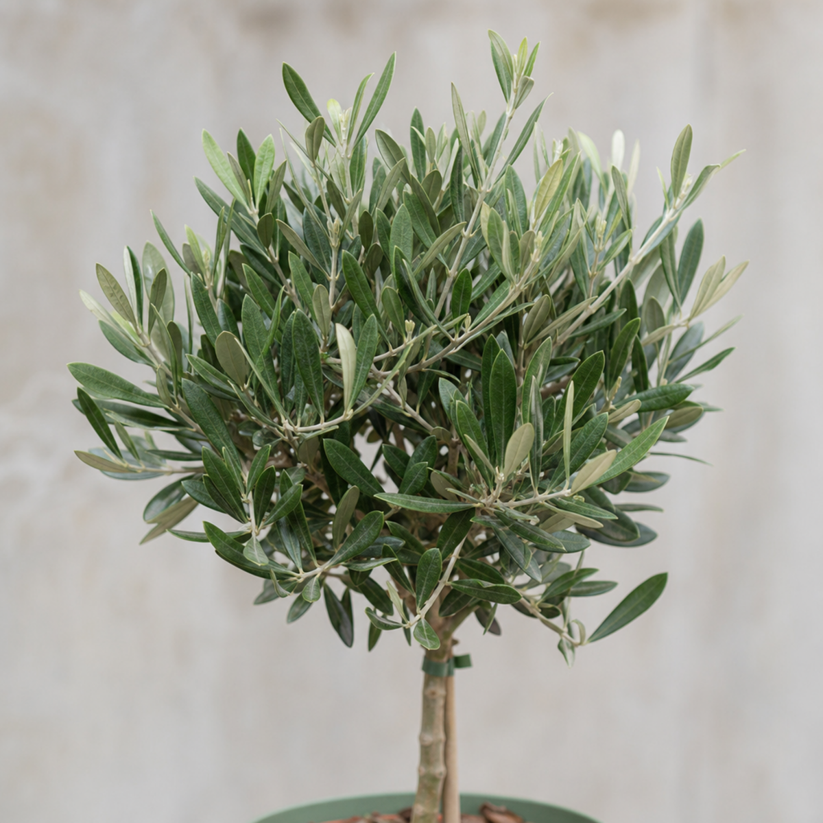 Olive (Olea europaea) – Young Tree, 80–100cm (3L Pot)