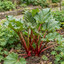 1 Rhubarb Timperley Early Plant, Hardy Perennial Fruit for Garden, Grow Your Own, 2Ltr Root Ball