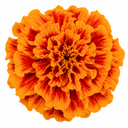 Marigold Durango Tangerine Plant (2L Pot)