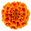 1 Large Plant - Marigold Durango Tangerine, Outdoor Garden Ready, 2L Pot