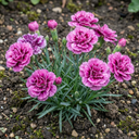 Pink Purple Carnation Plants (Set of 3 or 6)