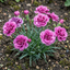 Set of 3 or 6 Large Plants - Pink Purple Carnation, Ready to Plant in Your Garden, 10.5 cm