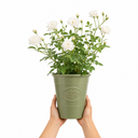 3Ltr Patio Rose Plant, White Rose Bush, Nursery Pots