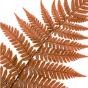 Japanese Shield Fern Dryopteris Erythrosora Prolifica Plants (Set of 3 or 6)