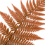 Set of 3 or 6 Japanese Shield Fern Dryopteris Erythrosora Prolifica, Hardy Shade Perennial Plants, 1 Litre Root Ball