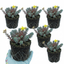Set of 3 or 6 Sedum Oracle Hardy Perennial Stonecrop Plants, Low Maintenance, Bee Friendly, Drought Tolerant Ground Cover, Outdoor Garden Ready, 11cm Root-Ball