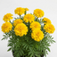 1 Large Plant - Marigold Durango Yellow, Ready to Plant in Your Garden, 2L Pot
