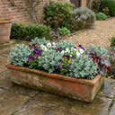 Hebe Sutherlandii Hardy Evergreen Flowering Perennial Shrub Plants (Set of 3 or 6)