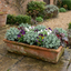 Set of 3 or 6 Hebe Sutherlandii Hardy Evergreen Flowering Perennial Shrub Plants, Outdoor Garden Ready, 1 Litre Root-Ball