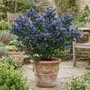 Ceanothus Concha Plant (5L Pot)