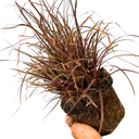 Uncinia Everflame Plant (2L Pot)