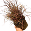 1 Large Plant - Uncinia Everflame, Ready to Plant in Your Garden, 2L Pot