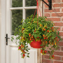 Tumbling Tom Red Trailing Tomato Plants