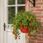 1 Tumbling Tom Red Trailing Tomato Plant, Outdoor Garden Ready, 25cm Root Ball, Hanging Basket