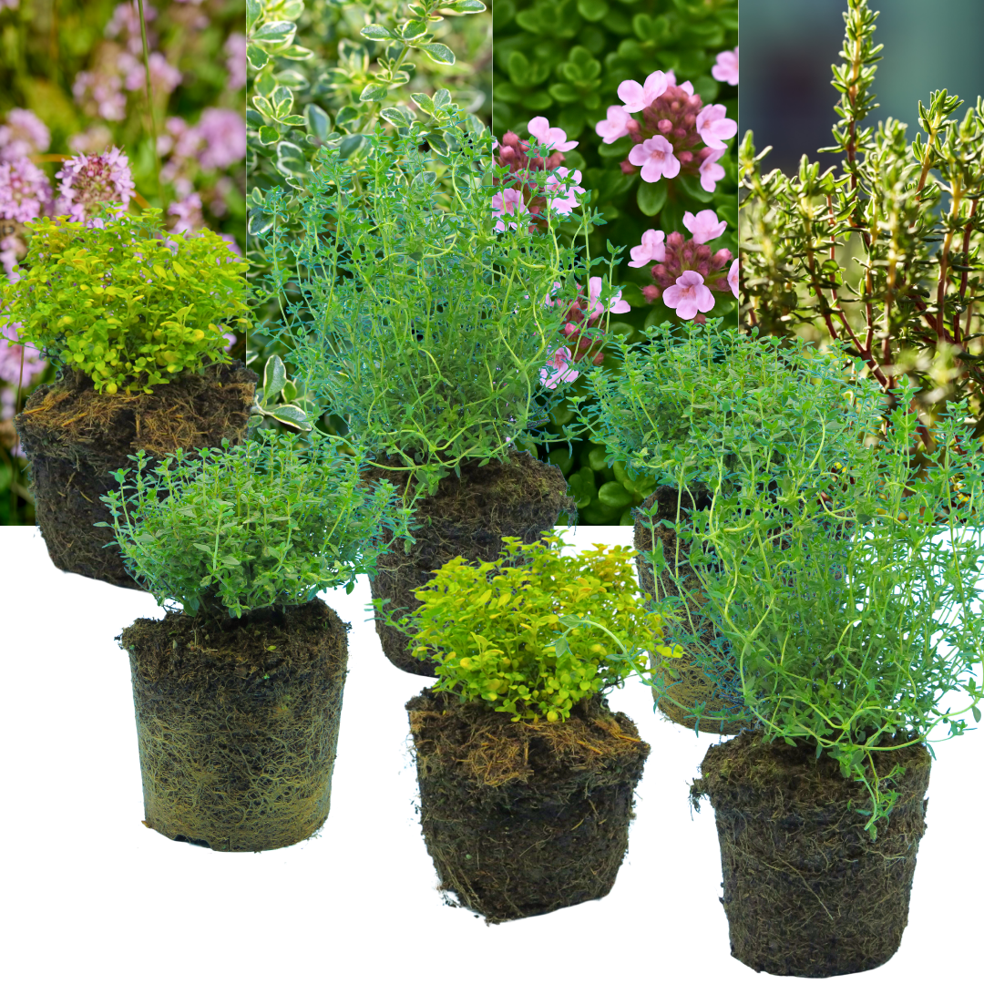 Thyme Growers Choice Mix – Culinary Thyme (Set of 3 or 6)