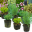 Set of 3 or 6 Large Herb Plants - Thyme Growers Choice Mix, Ready to Plant in Your Garden