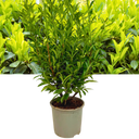 Prunus Sofia Plant (3L Pot)