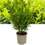 1 Large Hedging Plant - Prunus Sofia, Ready to Plant in Your Garden, 3L
