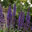 Salvia Caradonna Plants