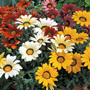 Gazania Kiss Any Colour Mix Plants (Set of 3 or 6)