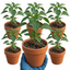 Set of 3 or 6 Large Chilli Pepper Plants - Padron Variety, Ready to Plant in Your Garden
