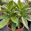 Aucuba Japonica Crotonifolia Spotted Laurel Plant (2L Pot)