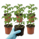 Tomato Golden Sunrise Variety Plants (Set of 3 or 6)