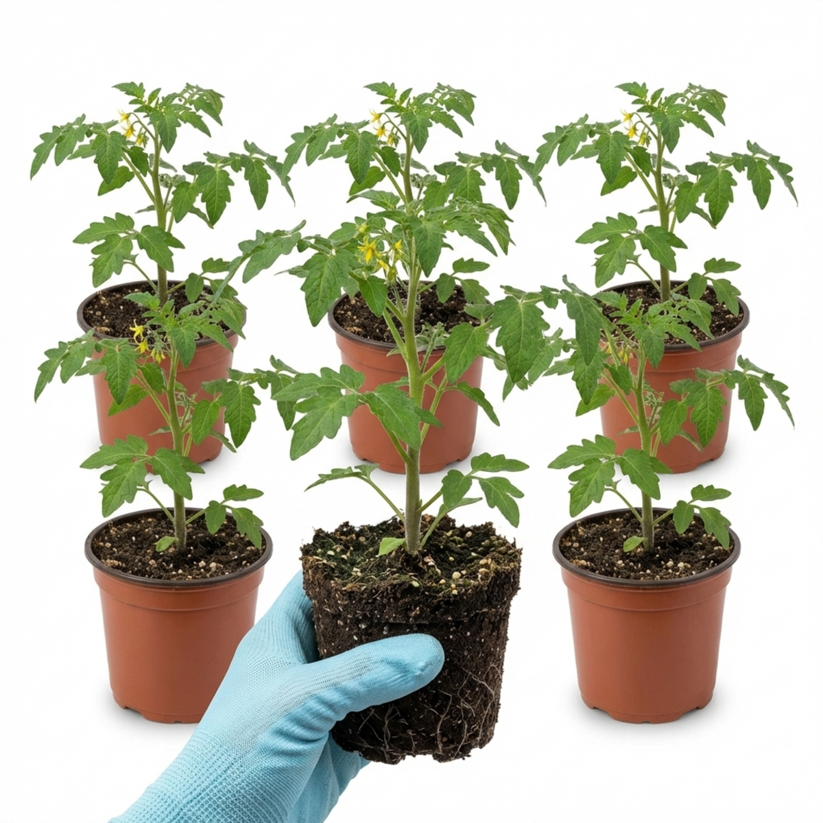 Tomato 'Golden Sunrise' – Cordon Tomato (Set of 3 or 6)